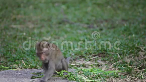 野生恒河猴在自然地坐着咀嚼环顾四周在地面上发现一些东西在高清视频的预览图