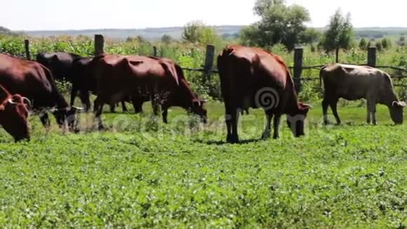 夏天奶牛在村庄的牧场上放牧视频的预览图