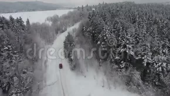 冬天开车穿过雪松林视频的预览图