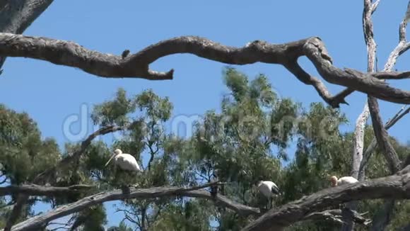 澳大利亚袋鼠岛的视频的预览图