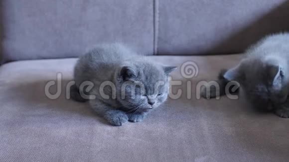 小猫在沙发上视频的预览图