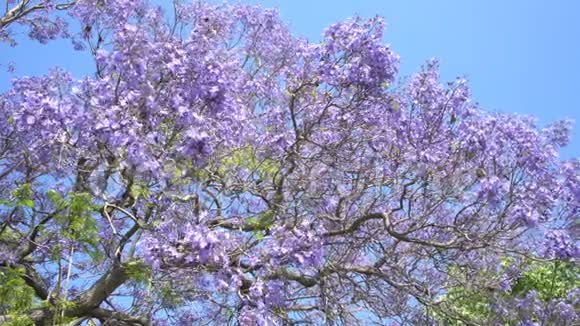 美丽的雅卡兰达树盛开视频的预览图