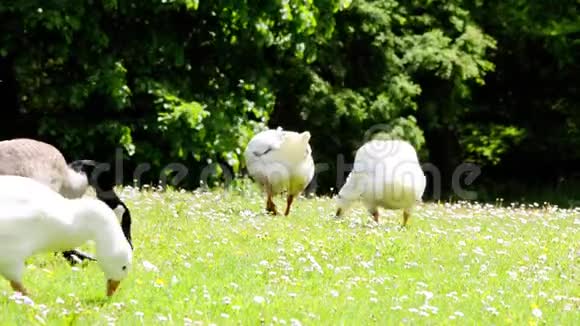 一只家养的鹅用青草喂养视频的预览图