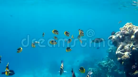 鱼类和珊瑚珊瑚礁上的红海浣熊蝴蝶鱼视频的预览图