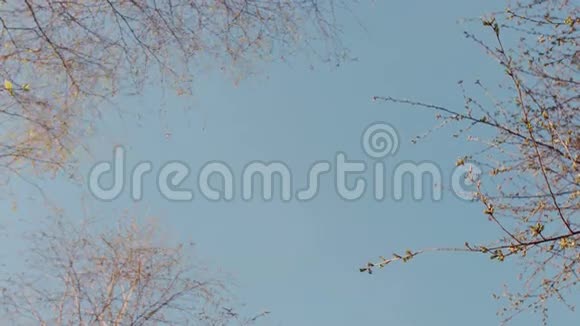 春天的树冠深蓝的叶子视频的预览图