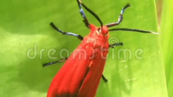 绿叶上的红蝶视频的预览图