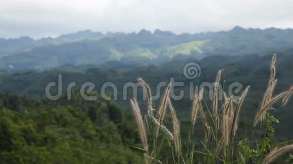菲律宾丛林山脉全景视频的预览图