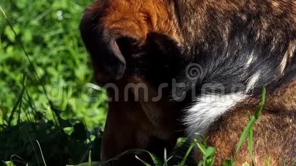 阳光明媚的一天一只放松的狗躺在绿色的草坪上视频的预览图
