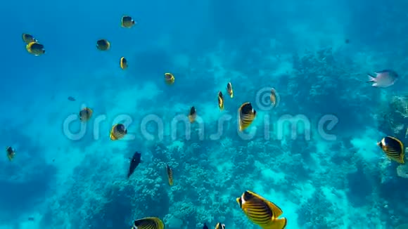鱼类和珊瑚珊瑚礁上的红海浣熊蝴蝶鱼视频的预览图