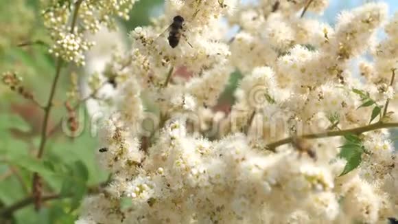 昆虫从树枝上盛开的黄色花朵中采集花蜜特写镜头慢动作蜜蜂采集花蜜视频的预览图