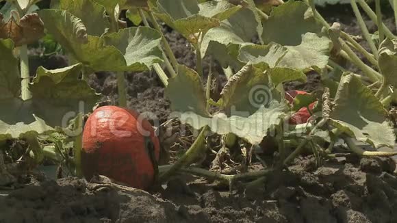 南瓜生长在有机蔬菜园里视频的预览图