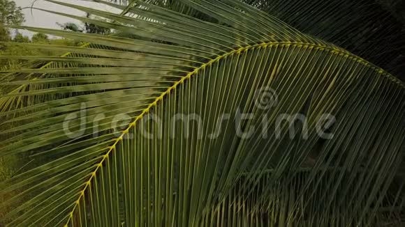 椰子棕榈树叶子特写航空飞行4k视频视频的预览图