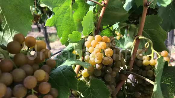 有成熟浆果的白葡萄在葡萄园里串在一起视频的预览图