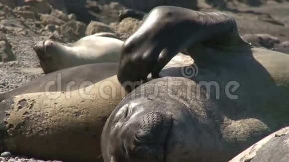 阿根廷毛皮海豹抓着他的脖子视频的预览图