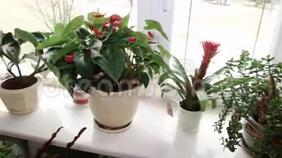豪华公寓内部的花盆里的花视频的预览图