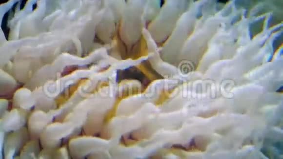 海葵在水流中的触角视频的预览图