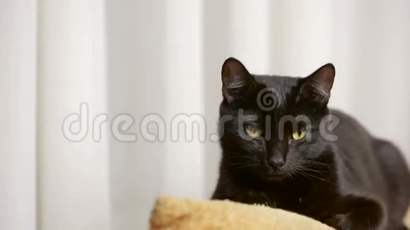 黑猫躺在椅子上环顾四周视频的预览图