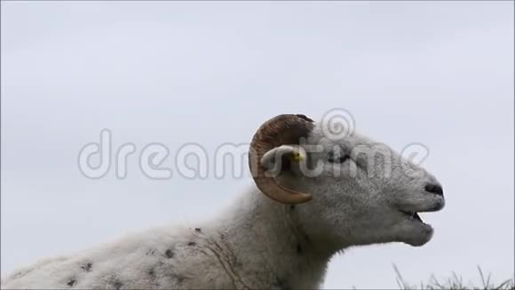 威尔特郡角羊在咀嚼这种肉视频的预览图