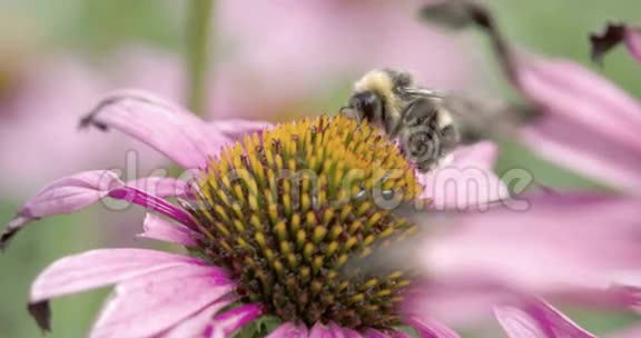 一只蜜蜂吮吸圆锥花的花朵视频的预览图