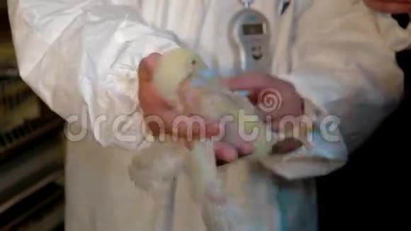 在养鸡场工作的兽医视频的预览图