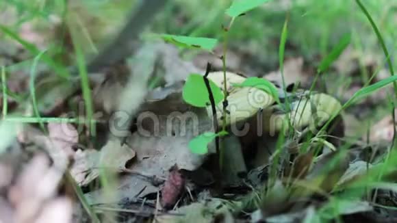 人在森林里用刀切蘑菇雨后收获蘑菇关闭视频的预览图