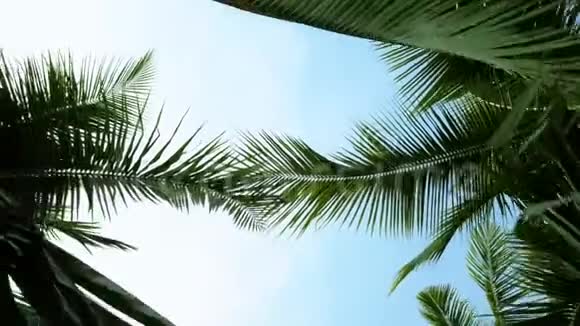 椰子棕榈树叶子特写航空飞行4k视频视频的预览图