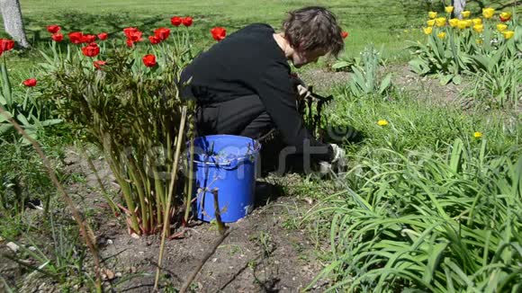 春天花园里的女人照看郁金香花圃视频的预览图