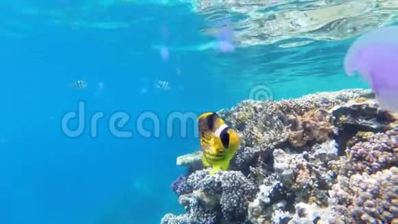 珊瑚礁附近的红海中漂浮的水母和蝴蝶黄鱼埃及视频的预览图