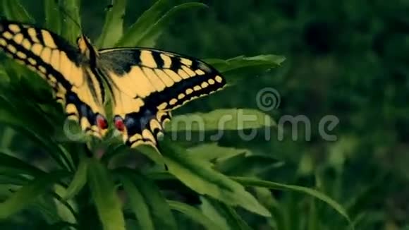 黄黑蝴蝶飞走了视频的预览图