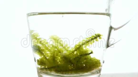 乌米布杜绿色鱼子酱毛藻视频的预览图