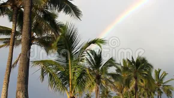 夏威夷的棕榈树和彩虹视频的预览图