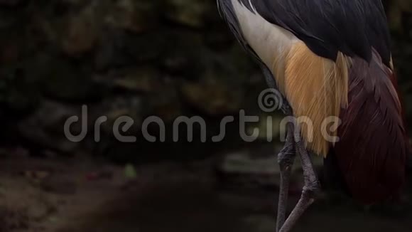 灰冠鹤草视频的预览图