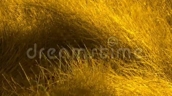 金色的高草在风中摇曳视频的预览图