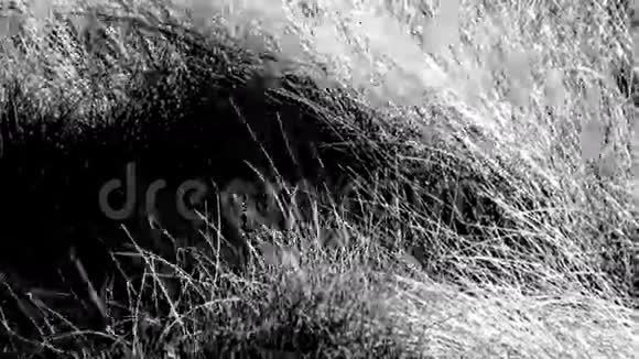 高大的小草随风摇曳黑白相间视频的预览图