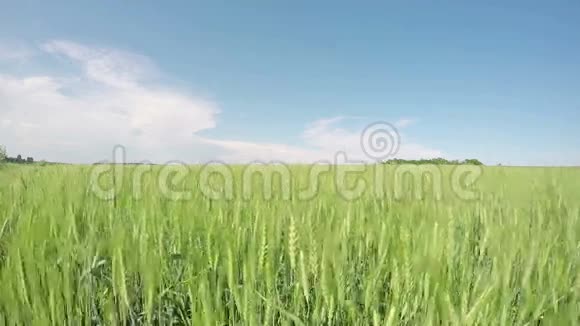 夏日阳光下的青麦视频的预览图