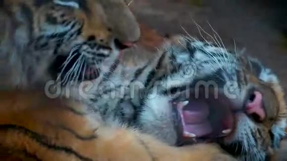 墨西哥梅里达动物园玩虎猫宝宝视频的预览图