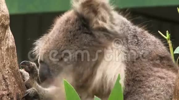 考拉在澳大利亚树上关门视频的预览图