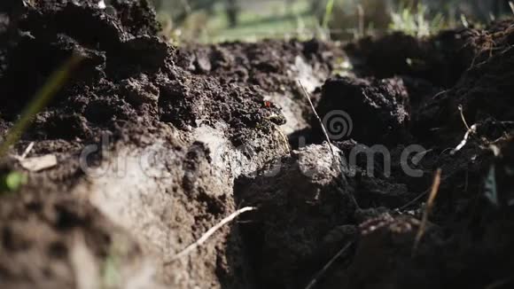 用铁锹把花园里的泥土堵住视频的预览图