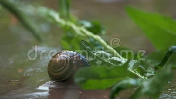 雨水和绿色背景下的蜗牛爬行视频的预览图