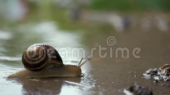 雨水和绿色背景下的蜗牛爬行视频的预览图