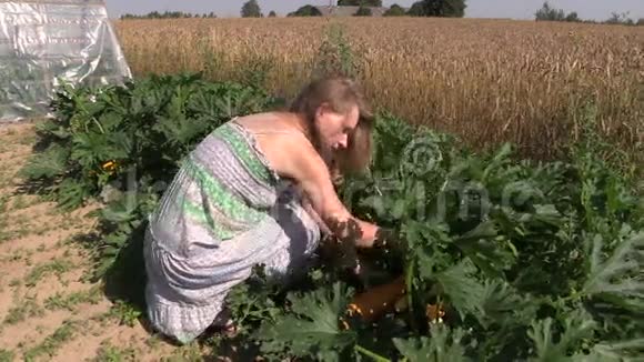 农村妇女采摘成熟的黄色西葫芦在自家种植的花园里视频的预览图
