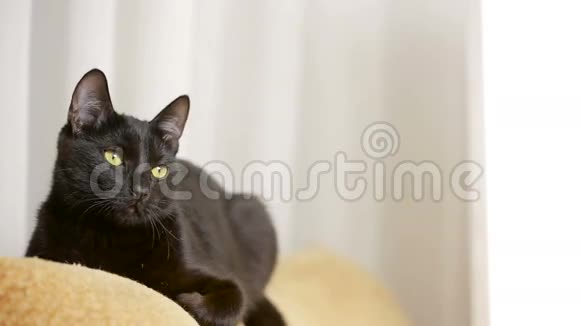 黑猫躺在椅子上环顾四周视频的预览图