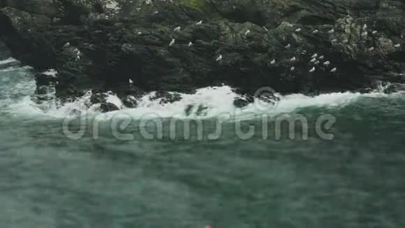 海洋海岸岩石上的海鸥群视频的预览图
