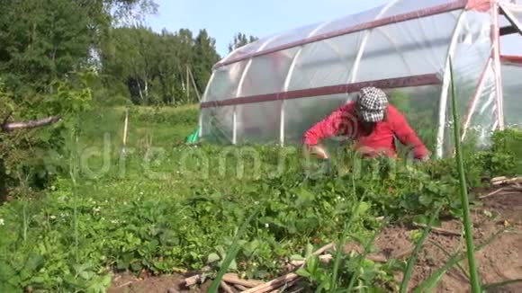 女人在温室附近除草草莓海桑醇暑期工作视频的预览图
