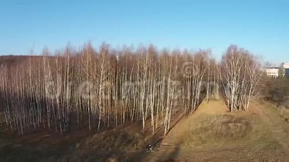 初秋在白桦林中飞行视频的预览图