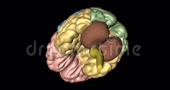 从下方可见旋转的小脑小脑和延髓视频的预览图