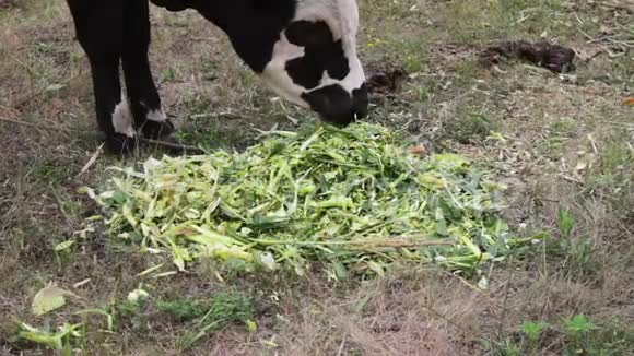 奶牛放牧年轻的黑白公牛在田野上吃新鲜的绿色食物视频的预览图