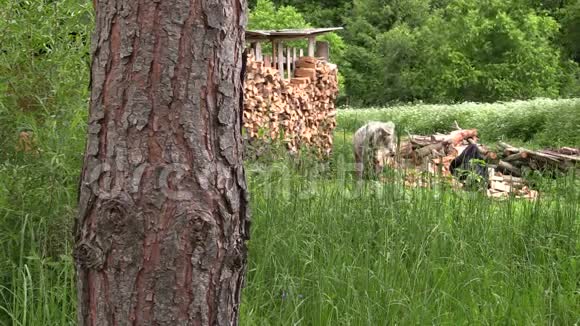 夏天乡下人用斧子砍木头视频的预览图