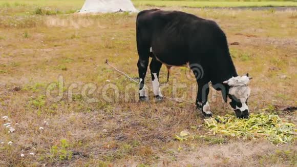 年轻的黑白公牛在田野上吃新鲜的绿色食物奶牛放牧视频的预览图