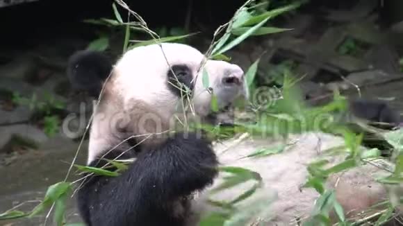熊猫在中国成都躺着吃竹子视频的预览图
